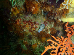 just one of the many beautiful sea creatures by Anton Conradie 
